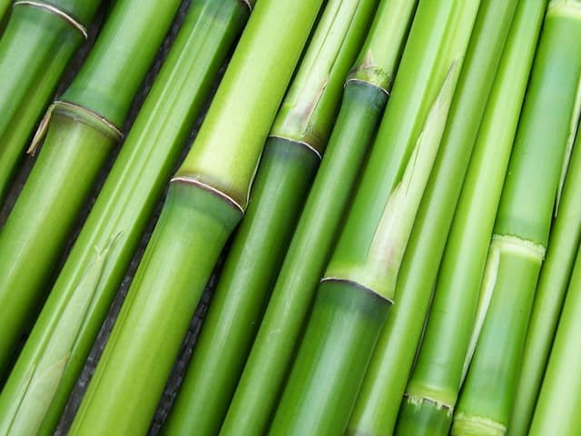 Is Bamboo fabric ecological?